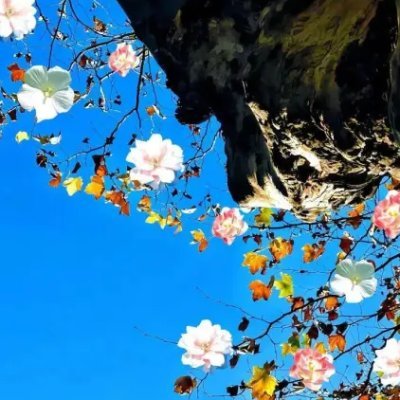 Buwqal5476078's profile picture. 生活の煩雑さを捨てて、外に出かけ、持ち帰るのは自分自身のユニークな記憶です