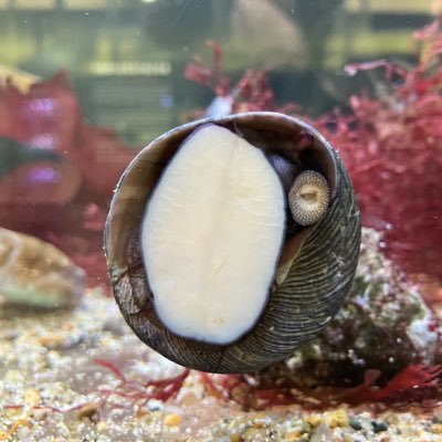 2217_hare's profile picture. 