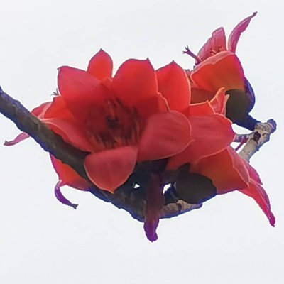 gzhweb's profile picture. WEB3 (✸,✸)