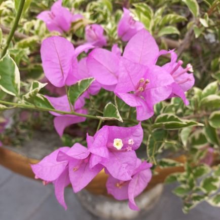 NichoC10's profile picture. 