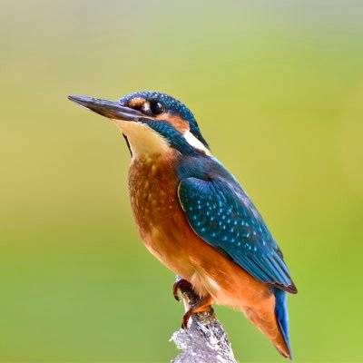 WiIdFrance's profile picture. Beginner in animal photography, I am here to learn by sharing