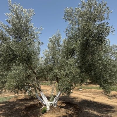 hayat1639313's profile picture.