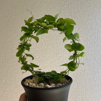 あつ森🌳島クリ🐻