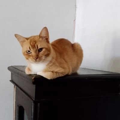 Mr_Yans_Ghk's profile picture. 