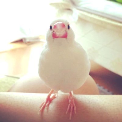 zare_1005's profile picture. 20↑/オタク/双極性障害二型・ラピッドサイクラー/不安障害/不眠症/パニック障害/サブ垢@Shionogi_sp お薬mgmg垢/ブラインドドールお迎え中/11月3日〜13日躁転