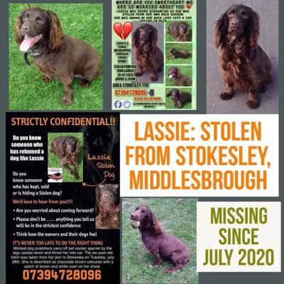 Lover of animals, metal music, rock nights 🐾🐾 🐕 🐈 Tag me to retweet always https://t.co/o4Q0s5ip2p #HelpFindLucky