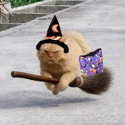 🌸🐈 #RIPRUPERT 🐶 #RIPTibbs 🌈🐈⬛ previously snowfairy29. Come chat with me here: Bluesky @snowfairy.bsky.social 🚫 DM Unless I know you. At least ask 1st.