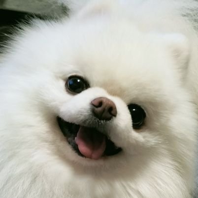 🐶大吉➩ポメラニアン7才♂クリーム優男ギャン男💉脊髄空洞症 キアリ奇形 FRE🐶ポン太➩チワワ16才♂クリーム甘えん坊💉肝臓腫瘍、組織細胞療法やってみました💉🐶🐶『キミ達は僕の月と太陽』大吉とポン太がここに居る記録🆓返信&フォロバ遅くてすみません🙇