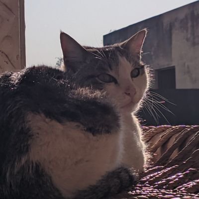HumzaSajid3's profile picture. Software Engineer, MERN Developer🕵️,
Nature 🏞️ Photography ♥️