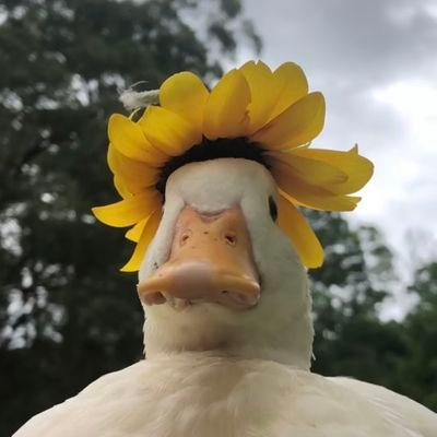 angrybirdiew's profile picture. naptığımı ben de bilmiyorum