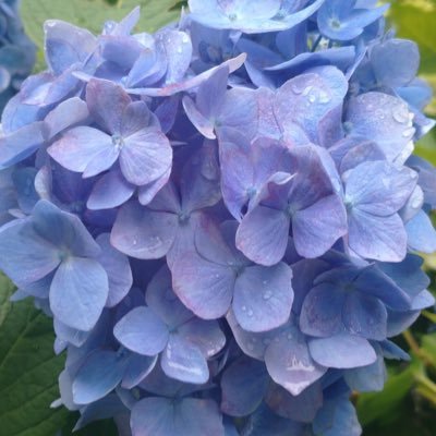 四葩さんのプロフィール画像