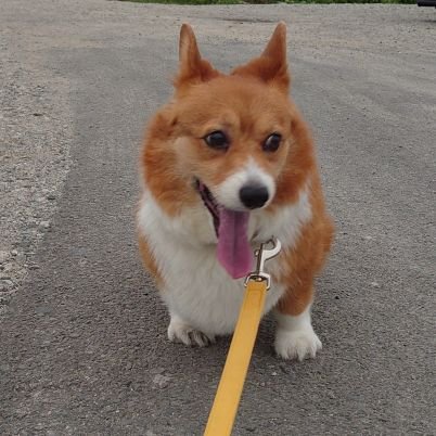 6XmRluDXs6br1Op's profile picture. 愛犬コーギー