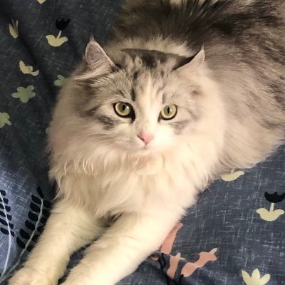 RyannYan_jyo's profile picture. 