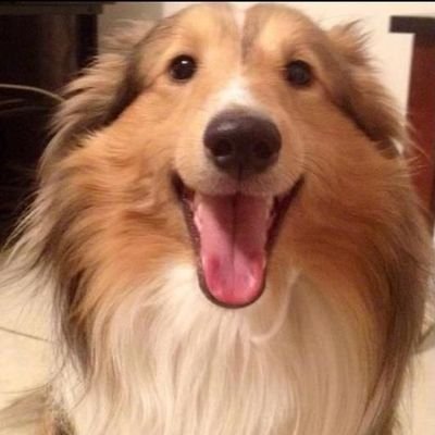 Karina250227974's profile picture. эм роугхколле лучш в мре