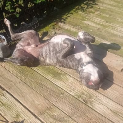 ChowMane10's profile picture. (Fill in the blank field here); previous account @Sublimehotwings nuked by old Twitter; @tdfrancois is my girl ✝️🇺🇲