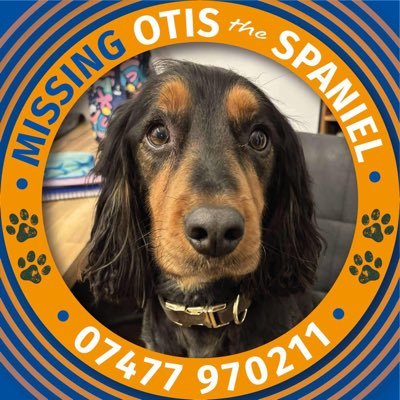 Tweeting for lost, stolen & found #spaniels 💔💔 https://t.co/t7kVqmOUHj ALWAYS LOOKING FOR #helpfindLucky