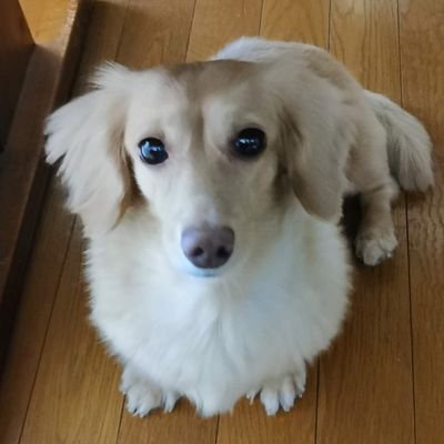 puresnow0615's profile picture. 鹿児島から愛犬レイちゃんの日常と日々の何気ない出来事を呟きます！