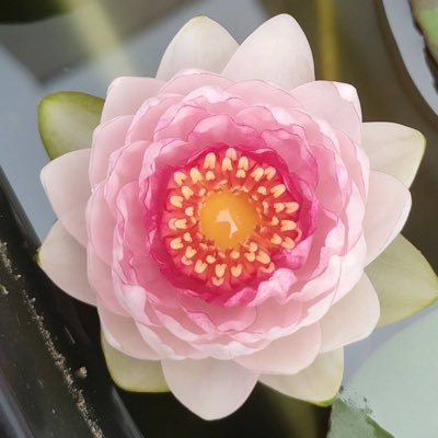 kabeeeee1988's profile picture. 睡蓮5年目、蓮3年目🪷ヤフーフリマ、メルカリ、ラクマで水生植物販売中🧑‍🌾