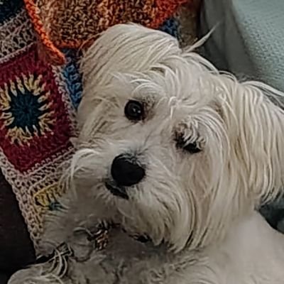 OhSoQuirky22's profile picture. Here to see what's happening in the world. I love History and dogs. I miss the 80s. It was a simpler time.