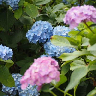 green_rain02's profile picture. nmmn中心雑多垢/全年齢/現在はonlv多め/無断転載、AI学習NG