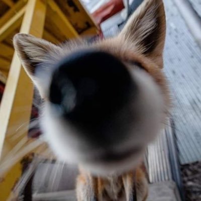 @babyfoxkeeper