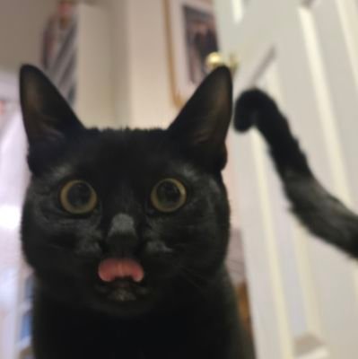 michaeldharter's profile picture. whats the meowter