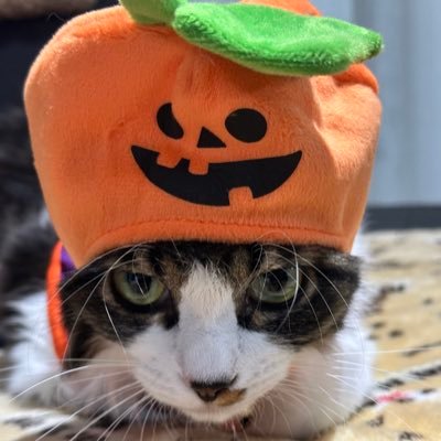 KAMIKAZE8027's profile picture. 食虫植物の栽培はじめました✨ 熱帯魚〜スネークヘッド大好きです✨