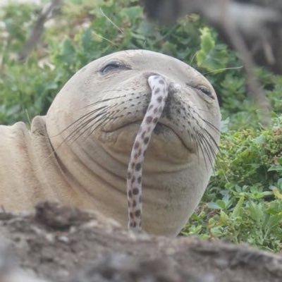 dq_pd11's profile picture. 多趣味です