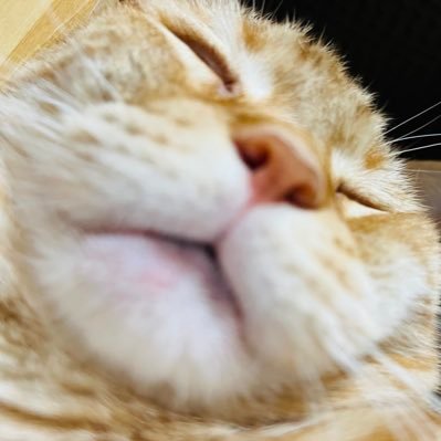 @Nekosuke_77