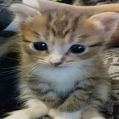 wiisteriasinens's profile picture. I wanna be just like a melody