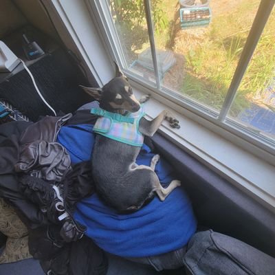 WR250RYZ125X's profile picture. 