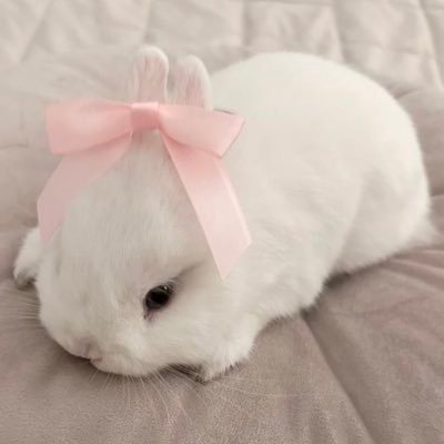 purescent_3's profile picture. strawberries, bunnies, cherries and cm.ᐣ.ᐟ ⋆˚࿔