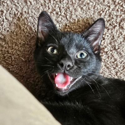 Art prints. Movies. My cat Fretcher. Nerd. Disnerd. 2020: A curse and a gift.