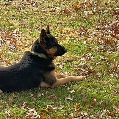 hogbones608's profile picture. 