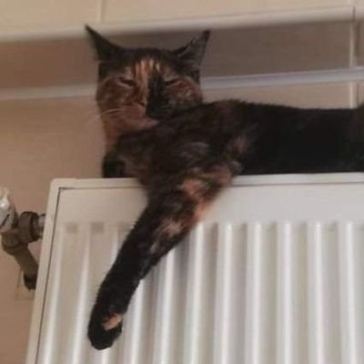 posttruthwalter's profile picture. Saran Holding