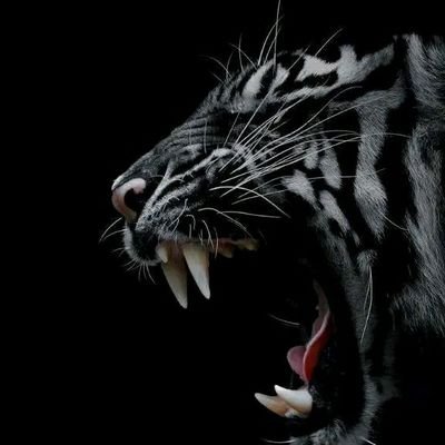 Choicethebadguy's profile picture. 🥉