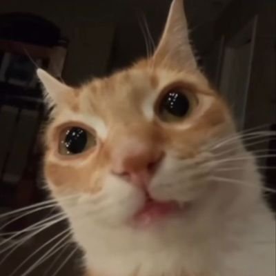 Dupa