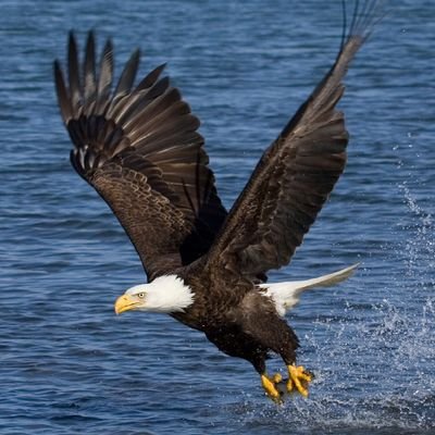 Austintaxes_1's profile picture. Up coming trader/ Fx/Crypto/Memecoin and Airdrop 🦅🚨