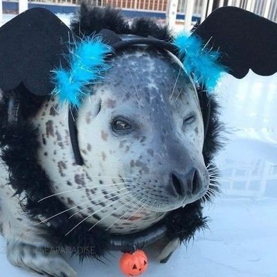 ♧ Seal flavoured autism 🦭 | Call me Abby or Cleo!! | (Fuck the government) Free the Congo, Free Palestine & Free Sudan :3 💙 ♤