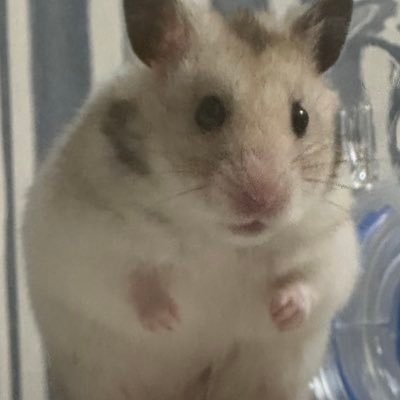 oba_urur's profile picture. 