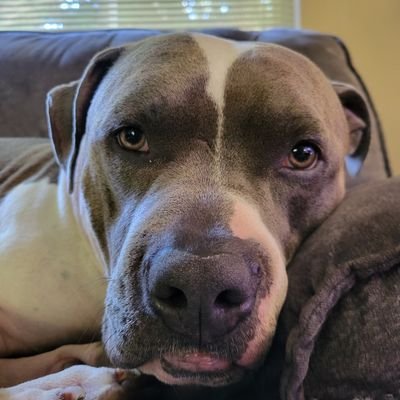 Just a dog named Dexter 🐕 Follow me & find out what monkey business 🐒 i get into.