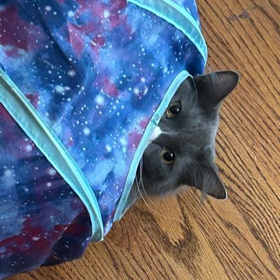 scratchbunny's profile picture. Winner of the 1986 Laurel Elementary School States & Capitals Contest