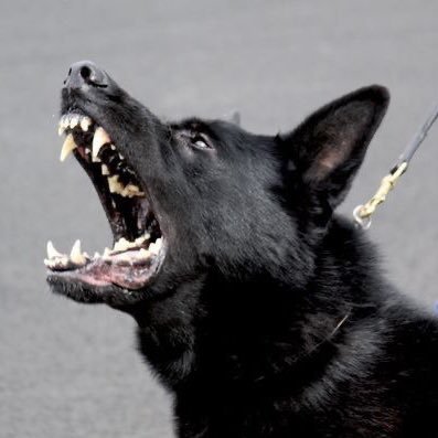 W0LFP4W's profile picture. ⓘ SHEDTWT .ᐟ GW : 50 KG ⎠UGW : 45 KG ⎠HE / HYM / THEY / PUP ⎠IFB SHEDTWT    ⎠ https://t.co/anywSJb4Pg