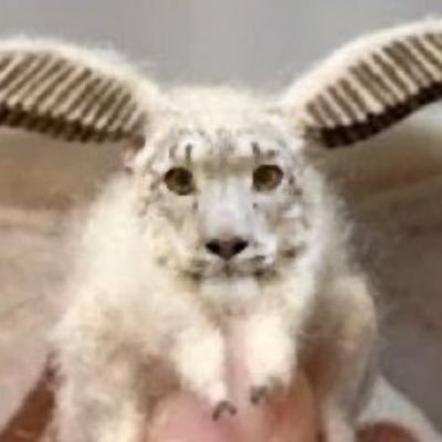 homogreusome's profile picture. Evol From Alderaan Georgia (E.F.A.G) 🏳️‍⚧️