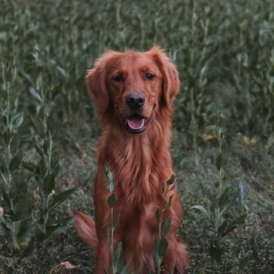 tradebuildgolf's profile picture. Engineer & Trend trader - chart mark-ups & discussion along the way for accountability & hopefully to learn from ya’ll. NFA