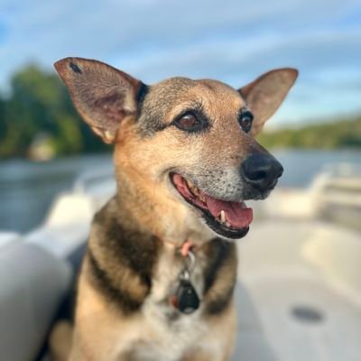 PapaJedi4444's profile picture. Common sense rules, don't be a sheeple, life's a roller coaster and the best ones are at Universal Orlando, go Bills!