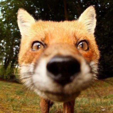 HeyfoxLooL's profile picture. cs2