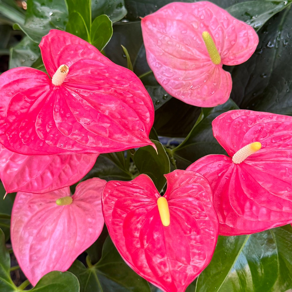 megandersan's profile picture. wife and mother and that’s about it