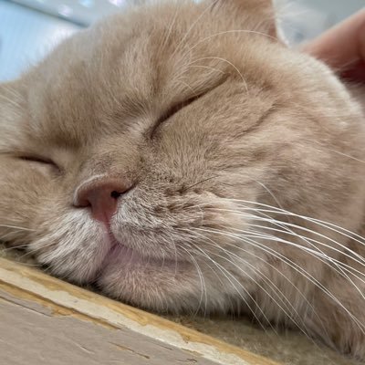 ohsknt999's profile picture. ポンコツプログラマ。見る用
