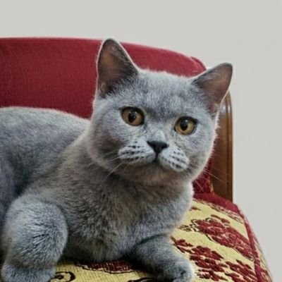 Anoさんのプロフィール画像